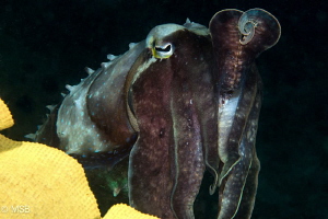 Cuttlefish pose. by Mehmet Salih Bilal 